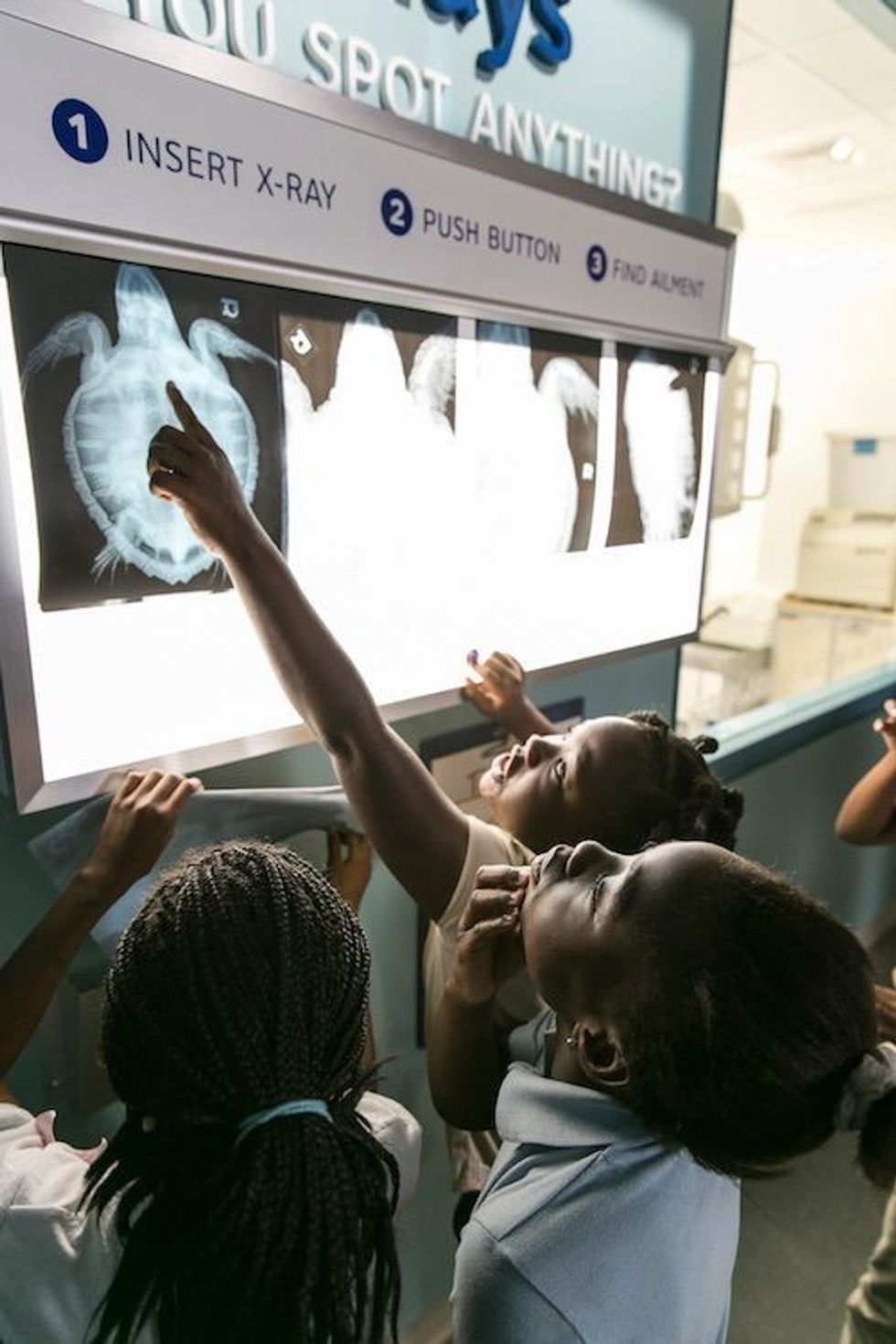 children look at XRay at Zucker Family Sea Turtle Recovery jpg (1)