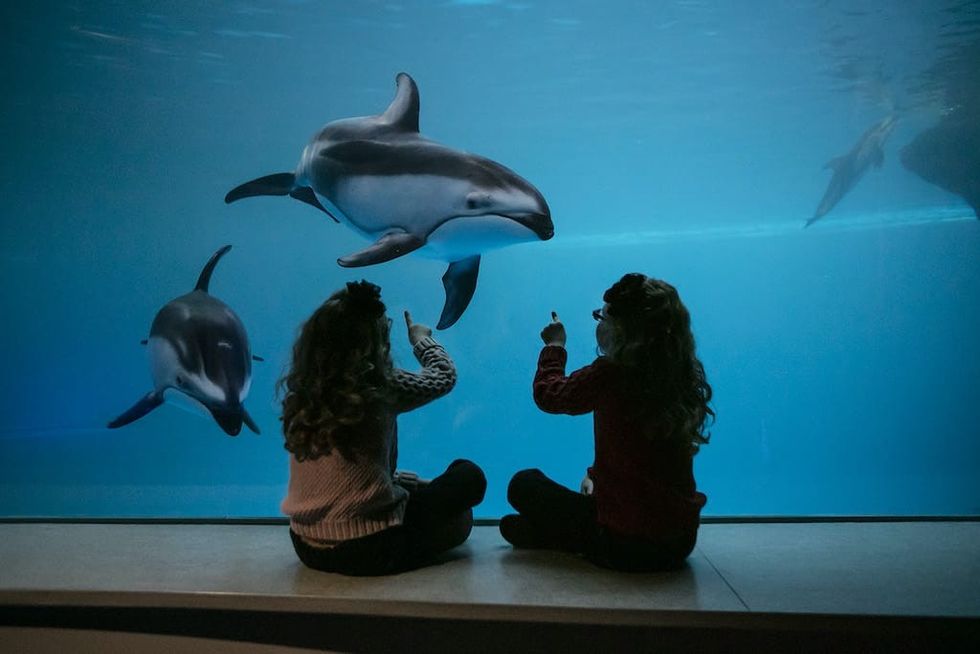 Children looking at dolphins