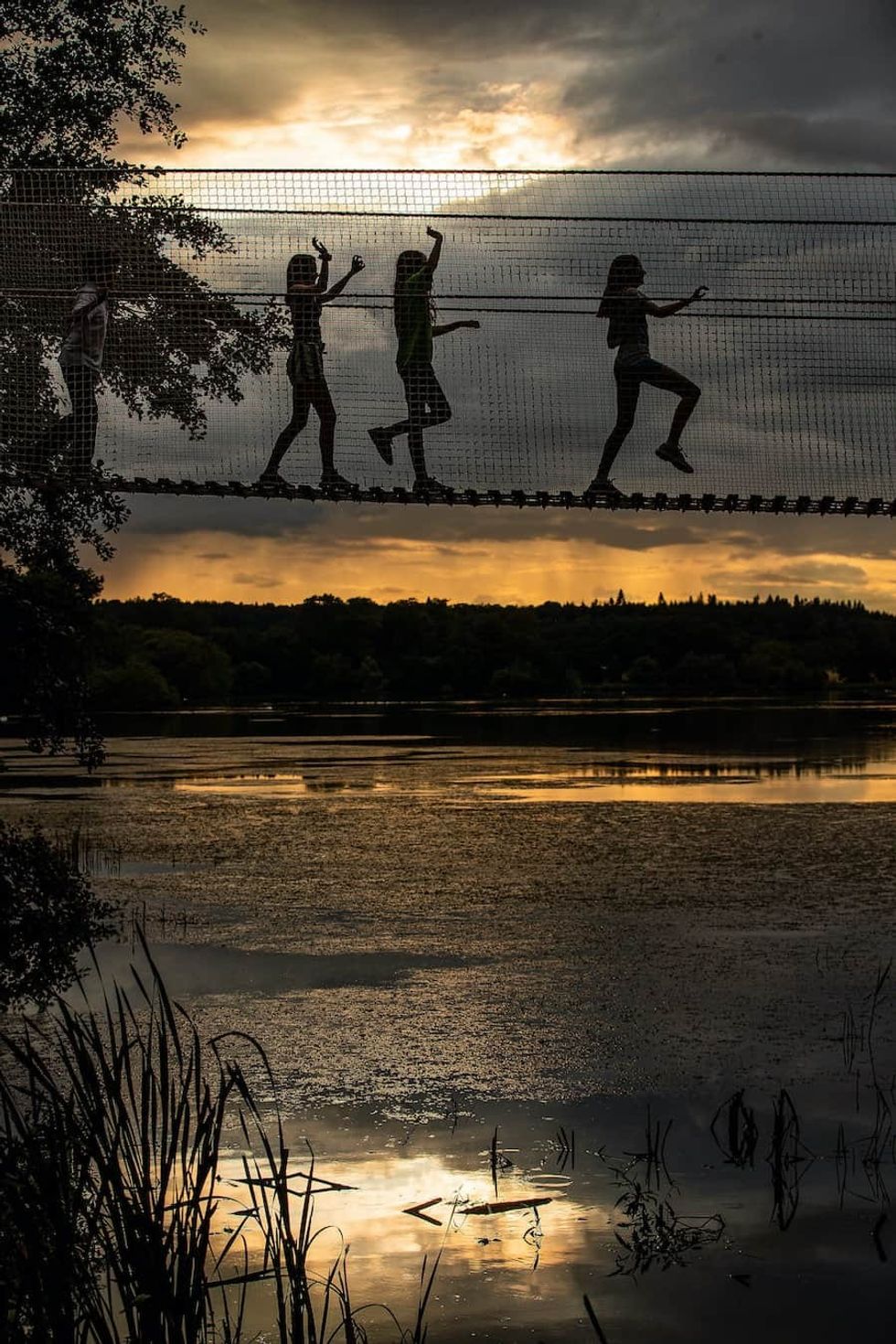 children on a rope bridge at sunset, at Skelf Island, Castle Howard