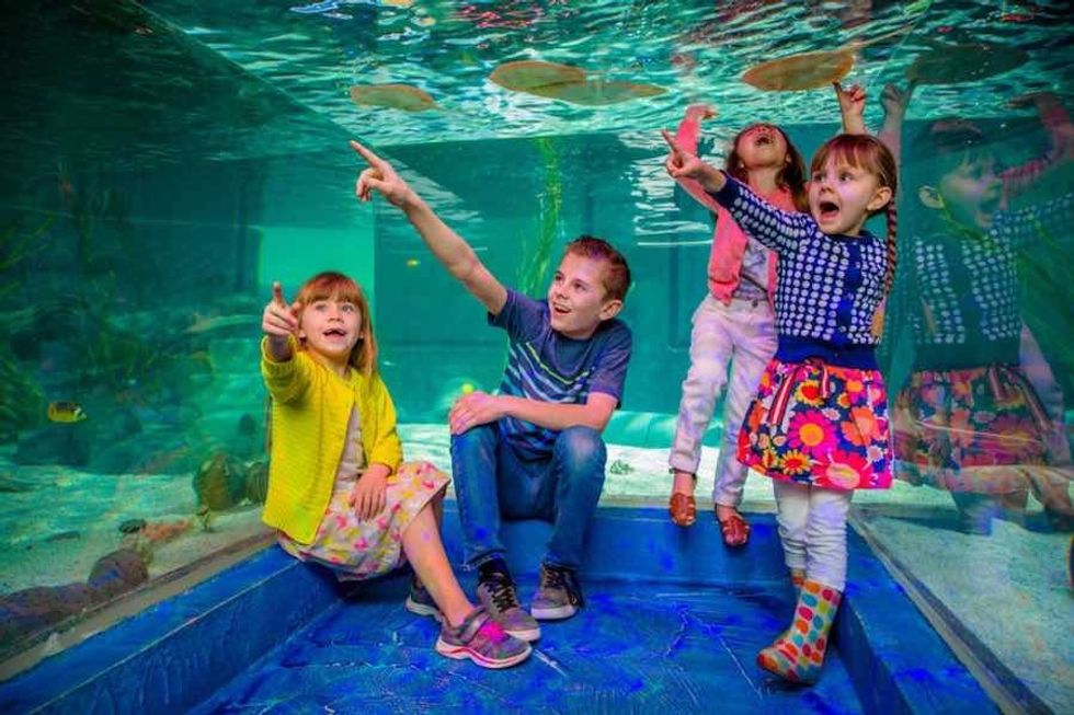 children on field trip at seaquest interactive aquariums x
