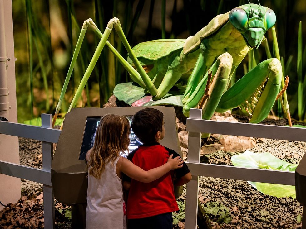 children-view-a-large-praying-mantis-exhibit-behind-a-fence