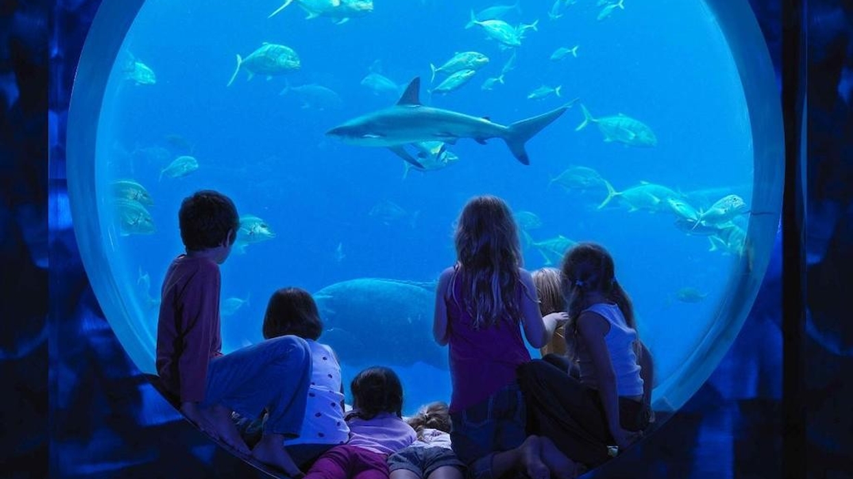 Children watching fish and a shark through a large aquarium window.