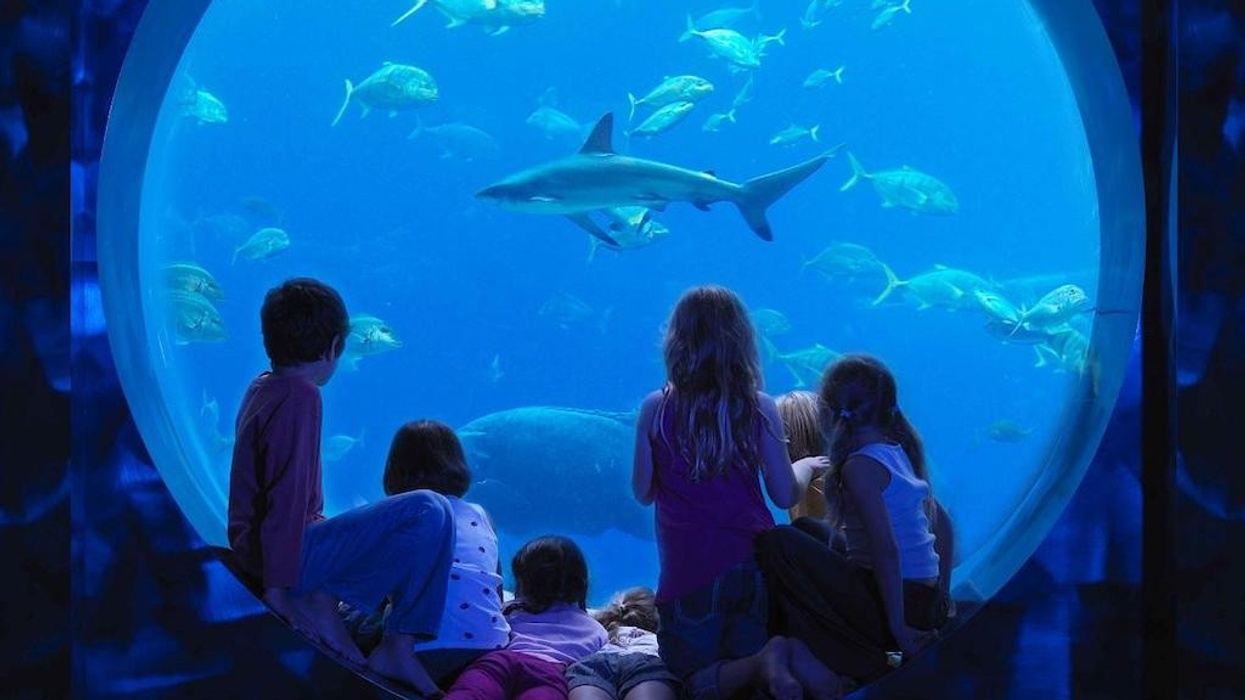 Children watching fish and a shark through a large aquarium window.
