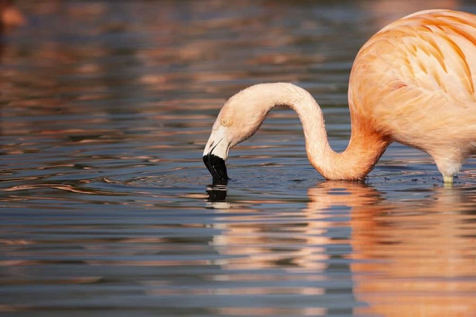 Chilean Flamingo slimbridge Wetland heroes