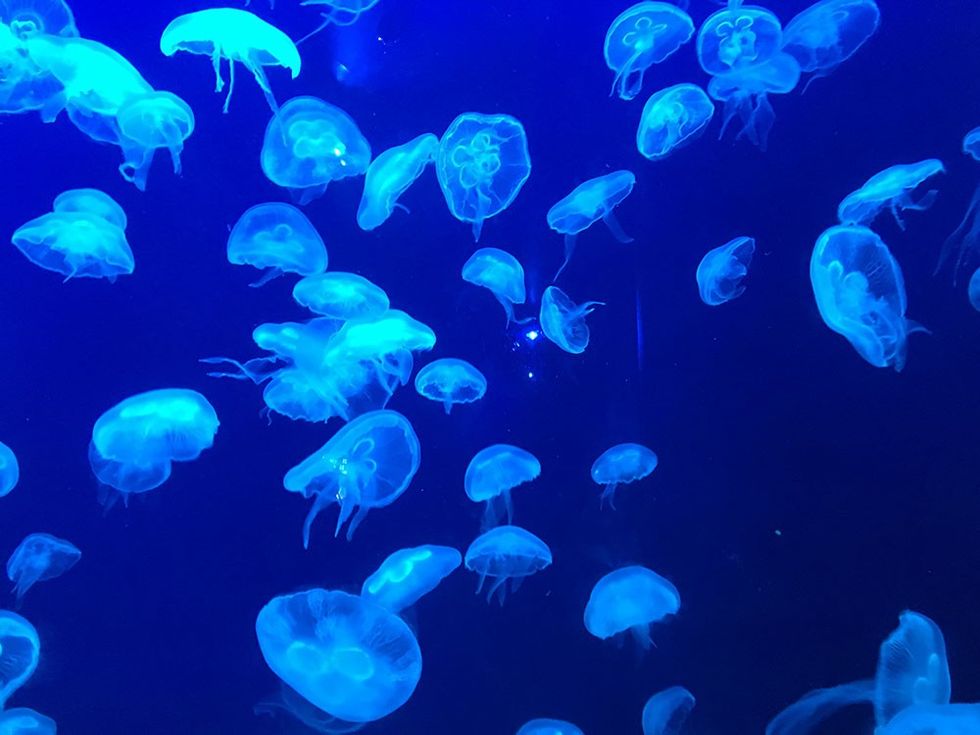 Chimelong Ocean Kingdom jellyfish