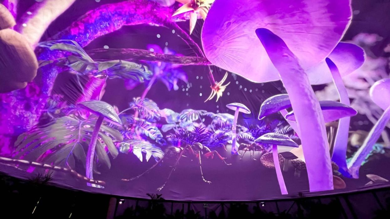 Christie powers immersive rainforest experience Colombia courtesy Lonko Labs