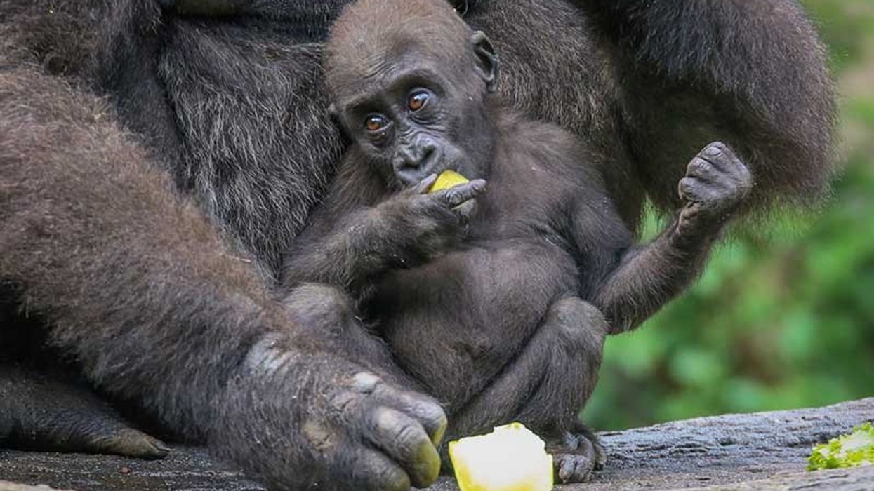cincinnati zoo gorilla world