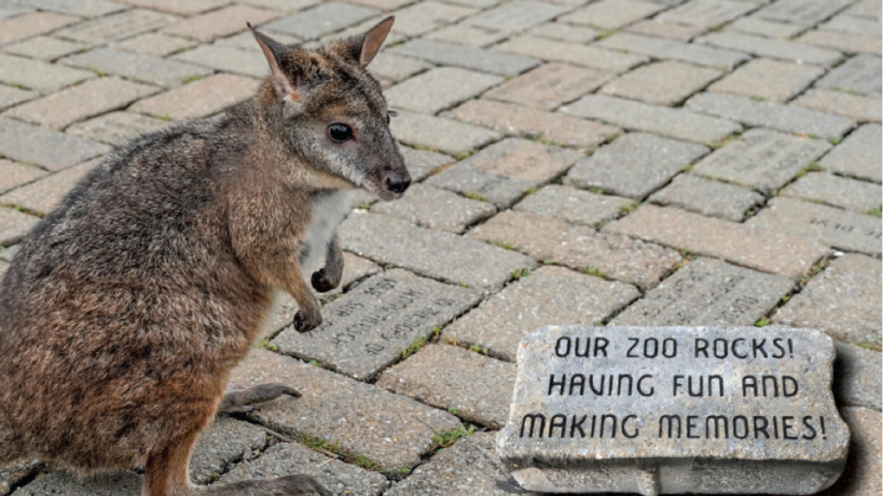 cincinnati zoo roo valley