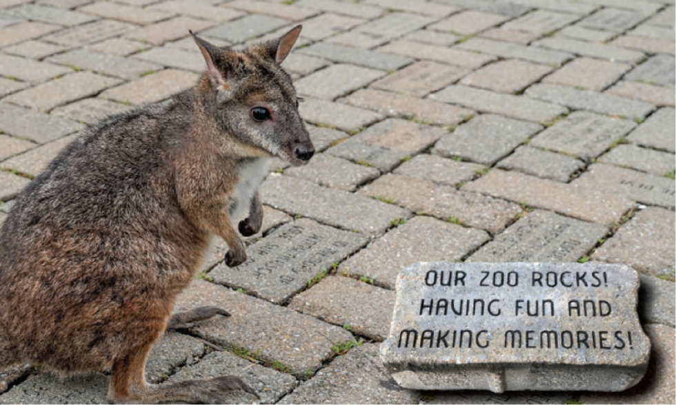 cincinnati zoo roo valley