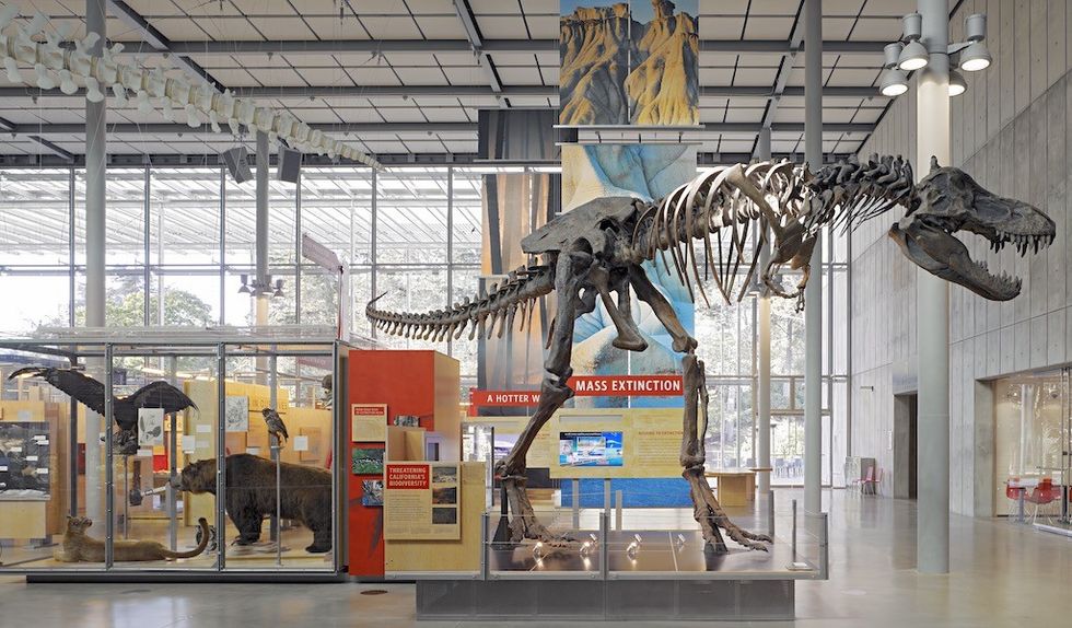 Cinnabar - Inaugural exhibition, California Academy of Sciences, 2008