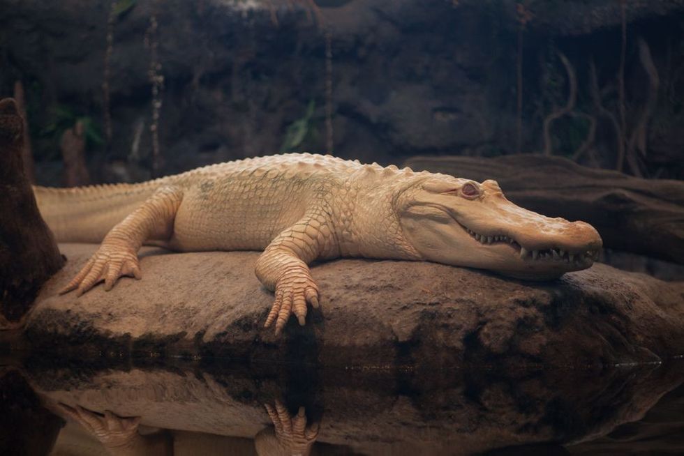 Claude albino alligator (Kathryn Whitney © 2014 California Academy of Sciences)