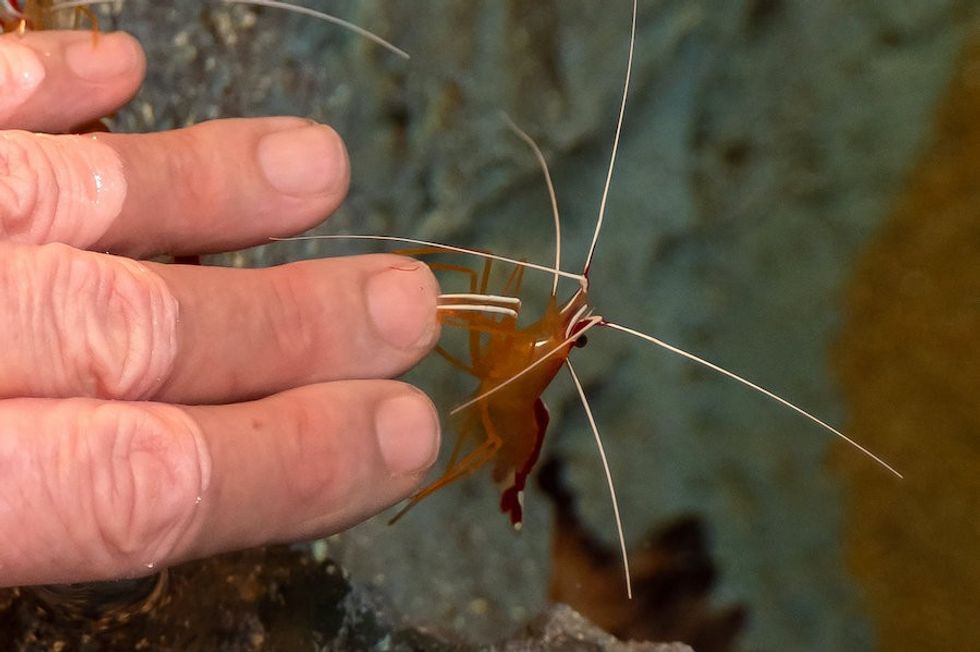 Cleaner Shrimp St Louis Aquarium