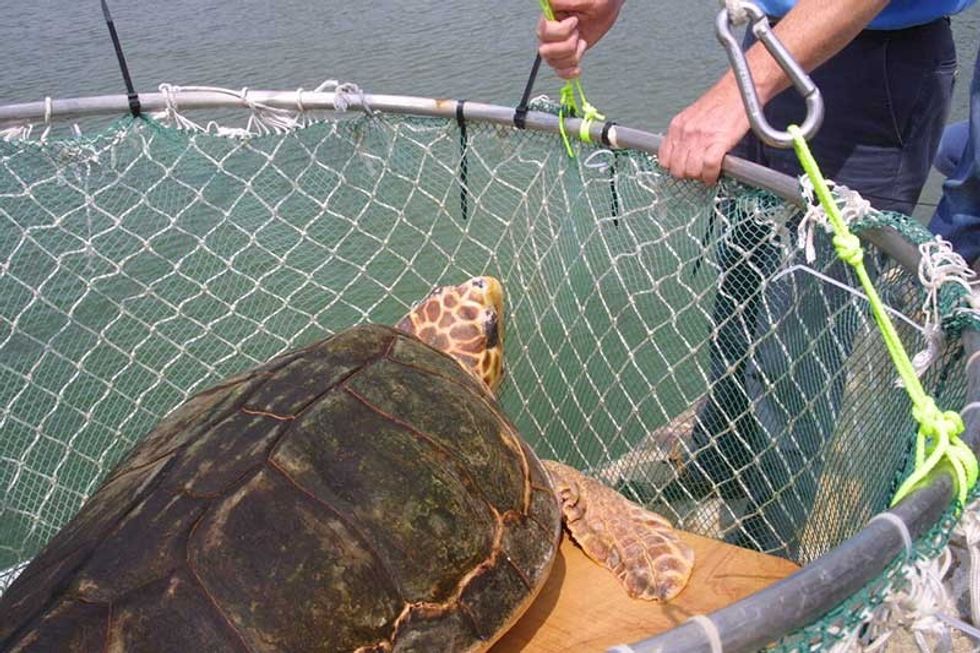 clear reef turtle conservation transport net