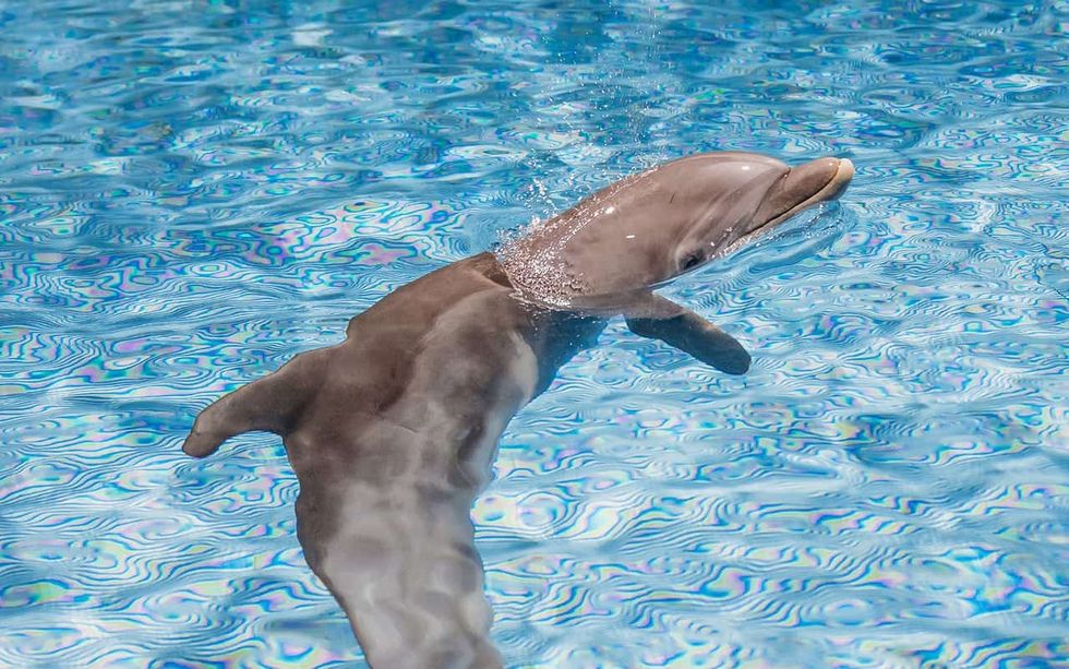 clearwater marine aquarium apollo dolphin