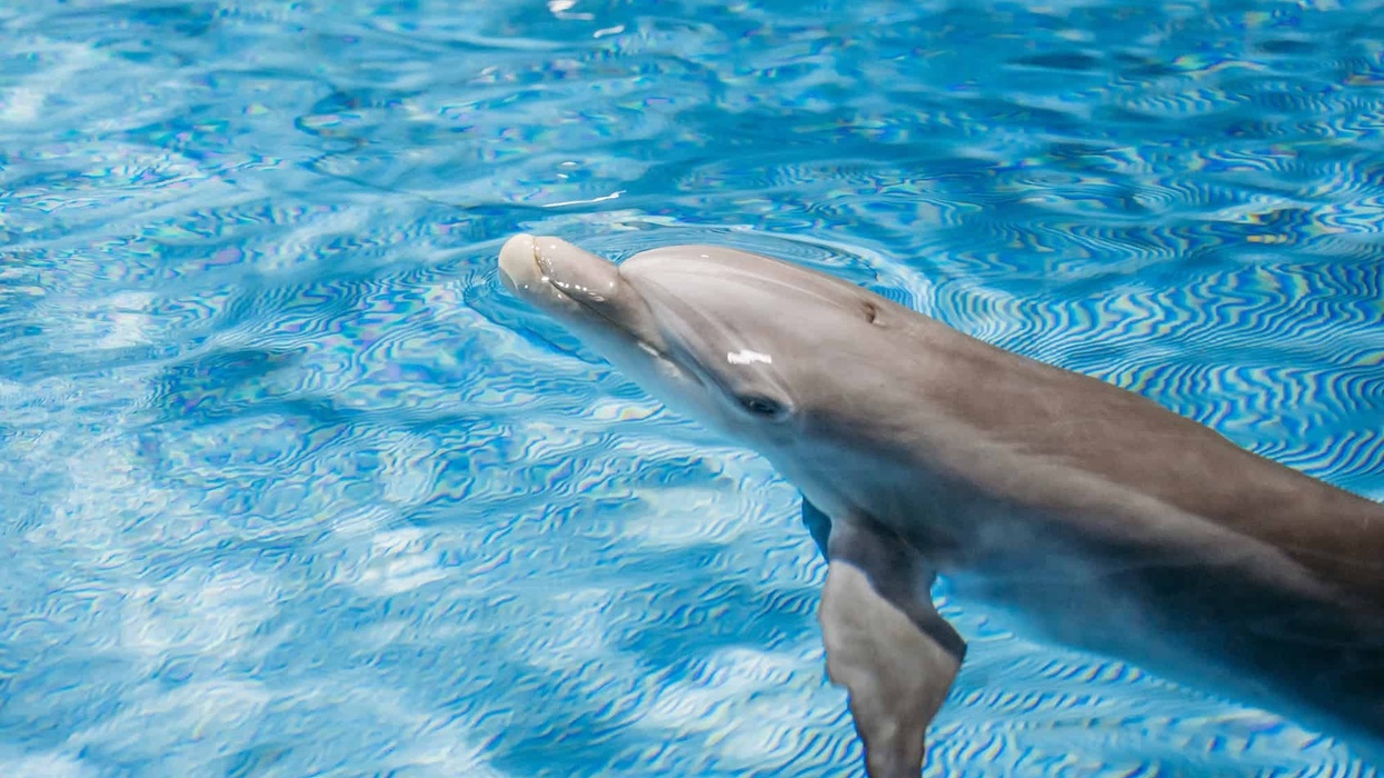 clearwater marine aquarium apollo dolphin