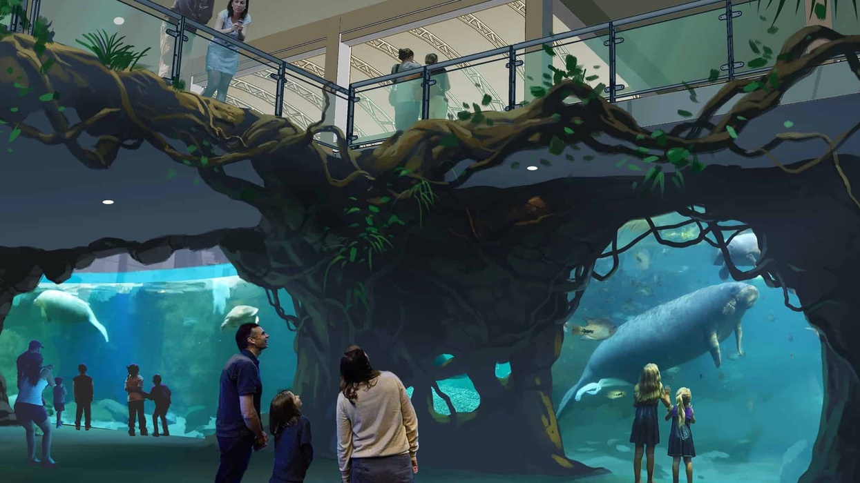 clearwater marine aquarium manatee rehab exhibit