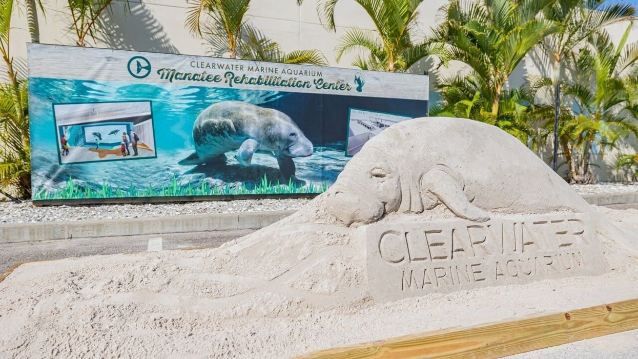 clearwater marine aquarium manatee rehabilitation centre