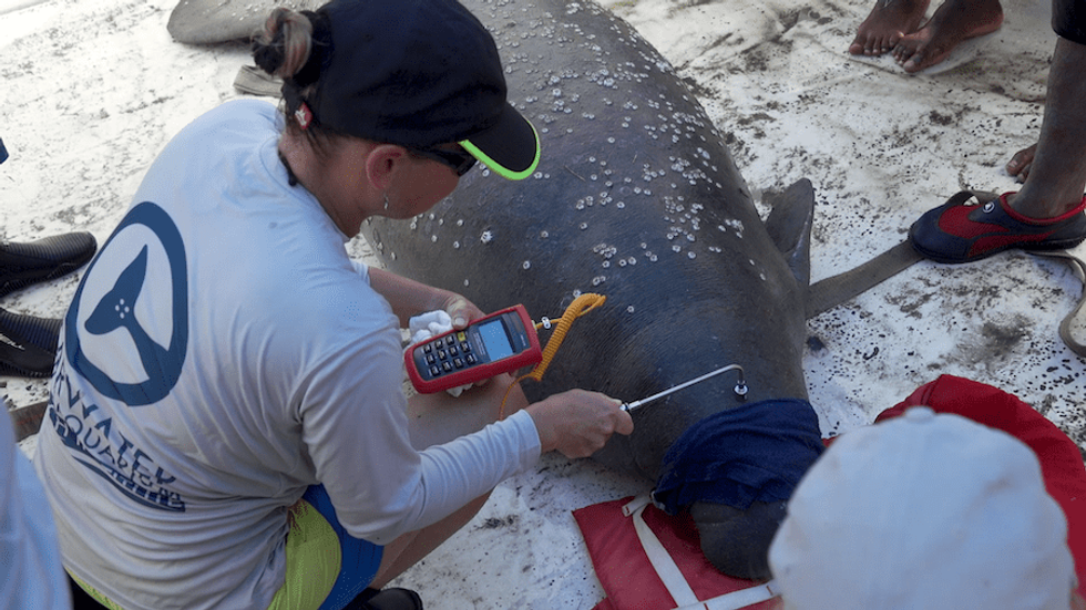 Clearwater Marine Aquarium working with Manatees in Belize
