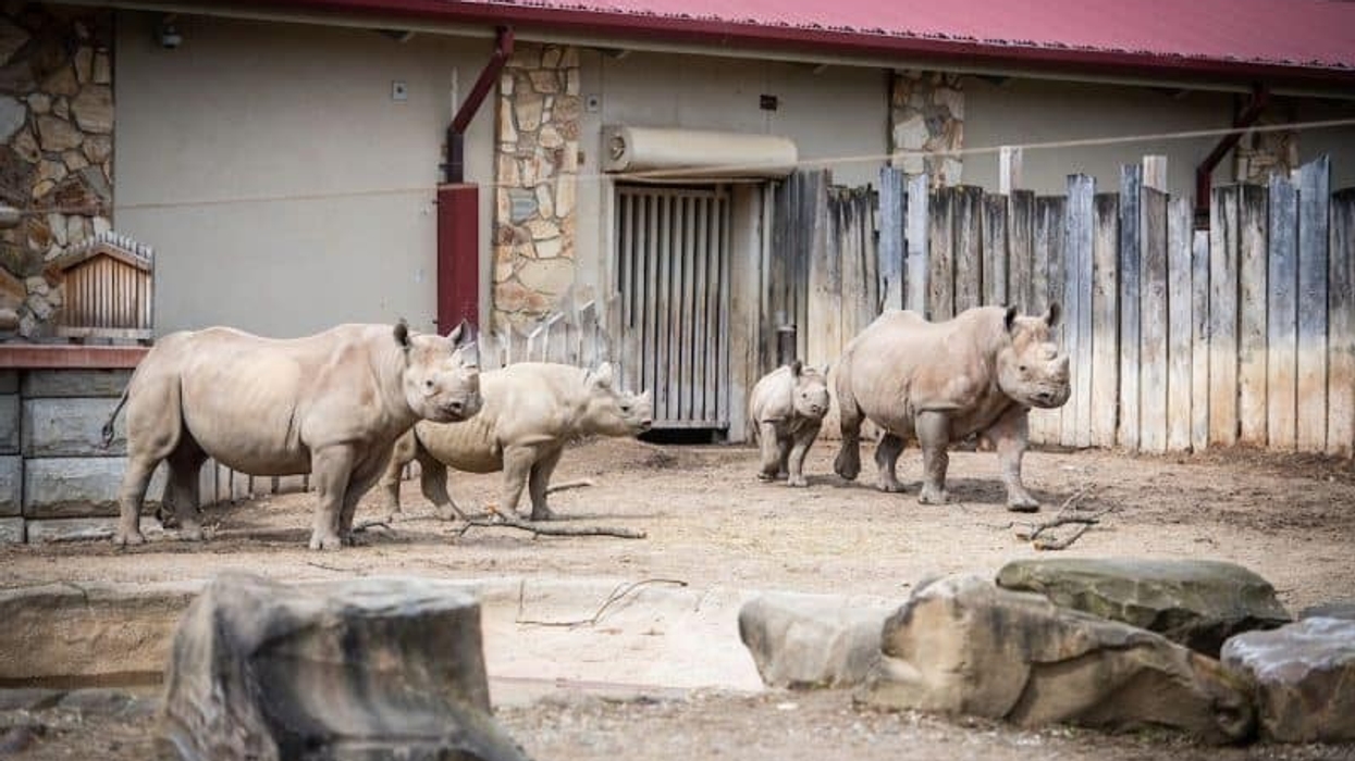 cleveland Metropark's new zoo project black rhino reserve