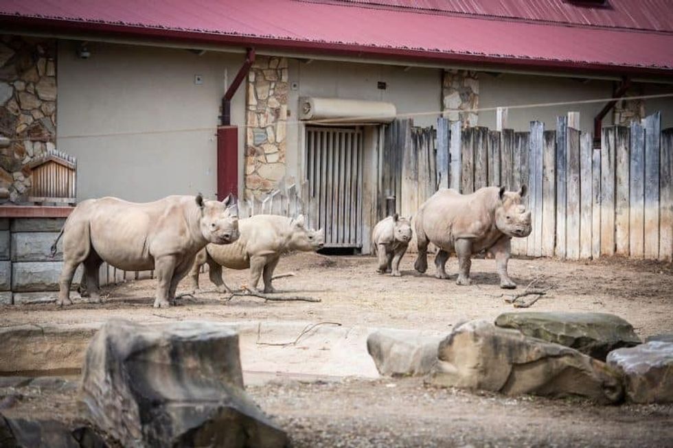 cleveland Metropark's new zoo project black rhino reserve