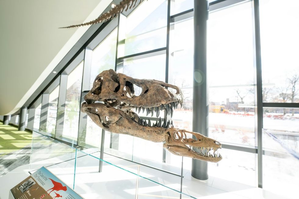 Cleveland Museum of Natural History Dinosaur skulls displayed in a sunlit museum with large windows.