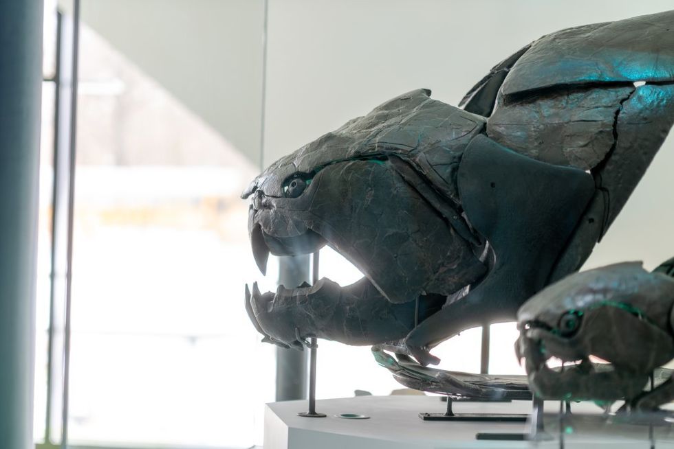 Cleveland Museum of Natural History 'Dunk'