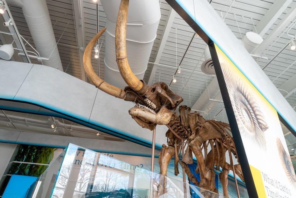 Cleveland Museum of Natural History skeleton