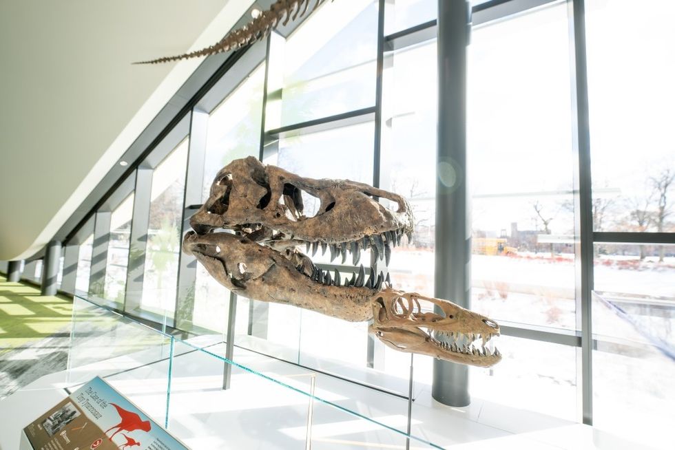 Cleveland Museum of Natural History skull