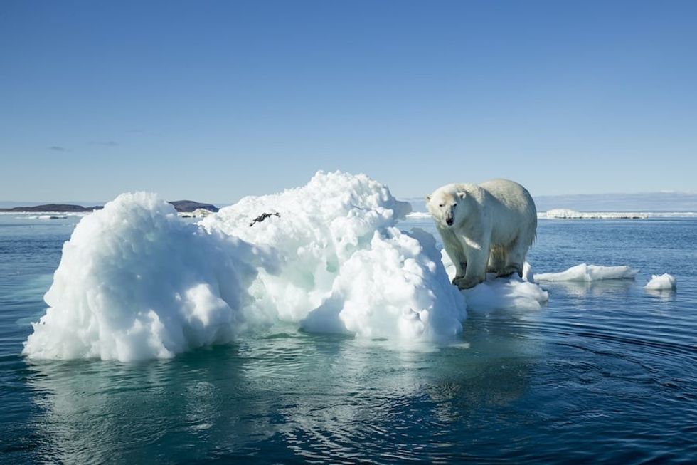 Climate change polar bear sustainable museums