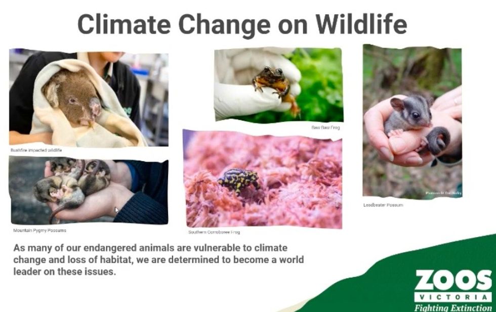 Climtate change impact on wildlife