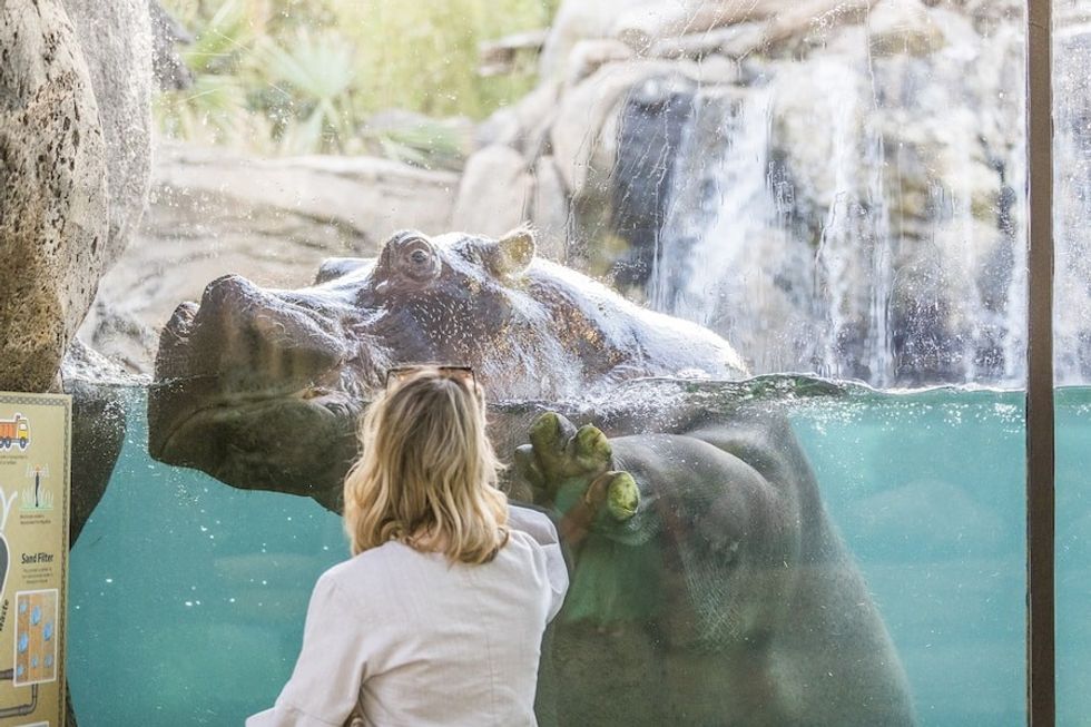 Close encounters in the new Hippo exhibit at Fort Worth Zoo.