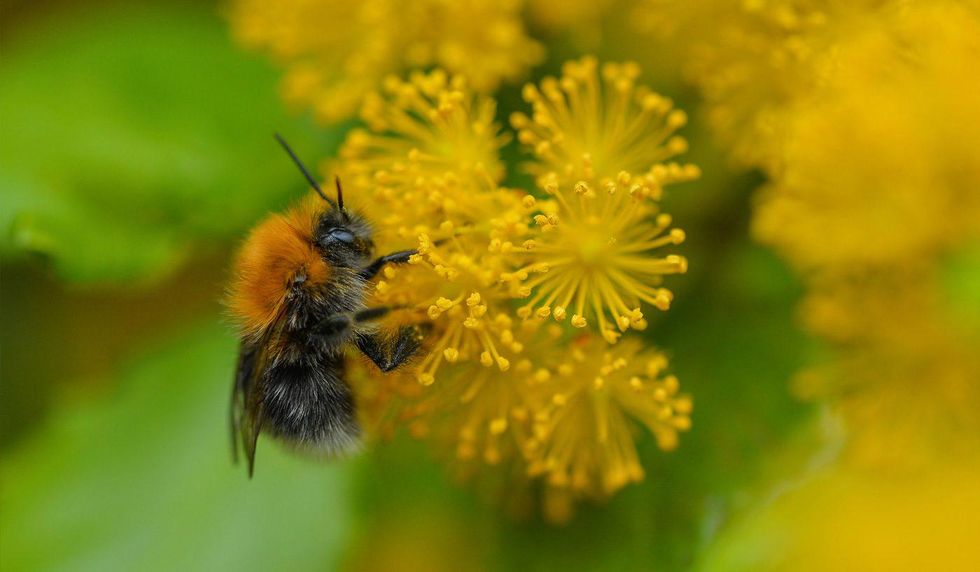 Close-up of a bee on bright yellow flowers with blurred green background.