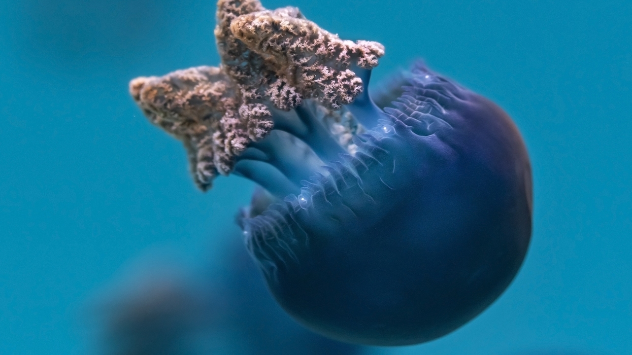Close-up of a blue jellyfish at the Aquarium of the Pacific with intricate textures, floating in clear water.