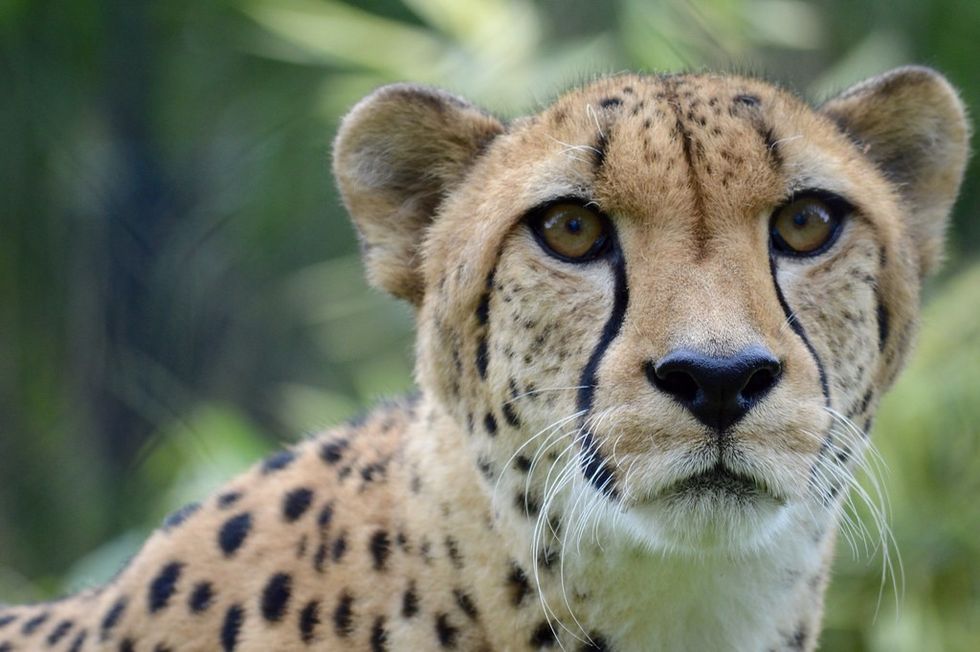 Close-up of a cheetah\u2019s face with a blurred green background.