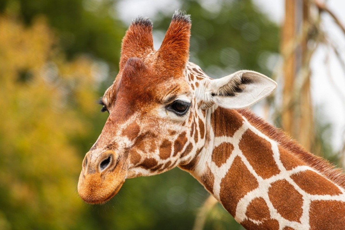 Close-up of a giraffe's head with blurred green foliage in the background.
