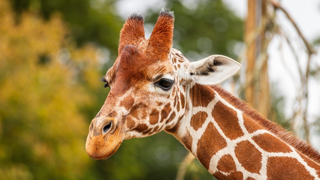 Close-up of a giraffe's head with blurred green foliage in the background.