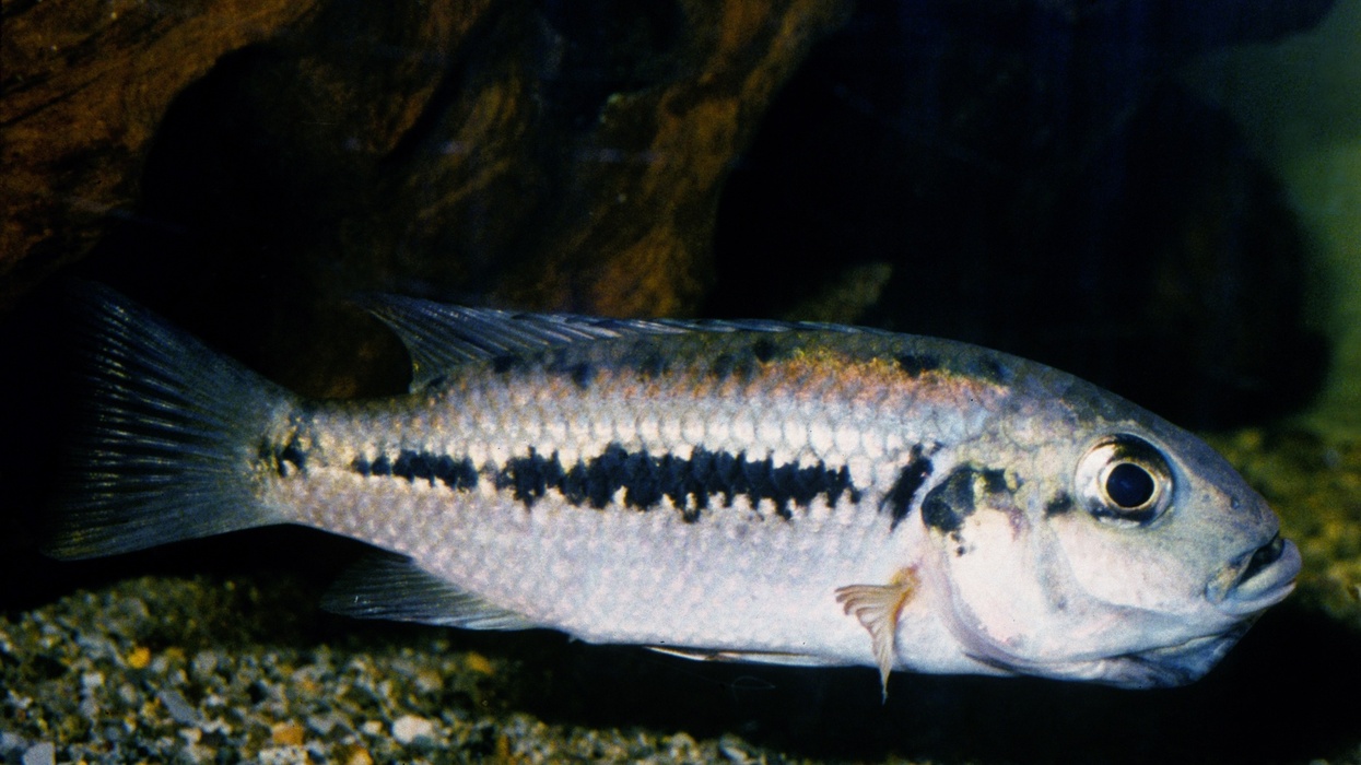 Close-up of a Konia eisentrauti cichlid fish with a dark lateral stripe in an aquarium setting