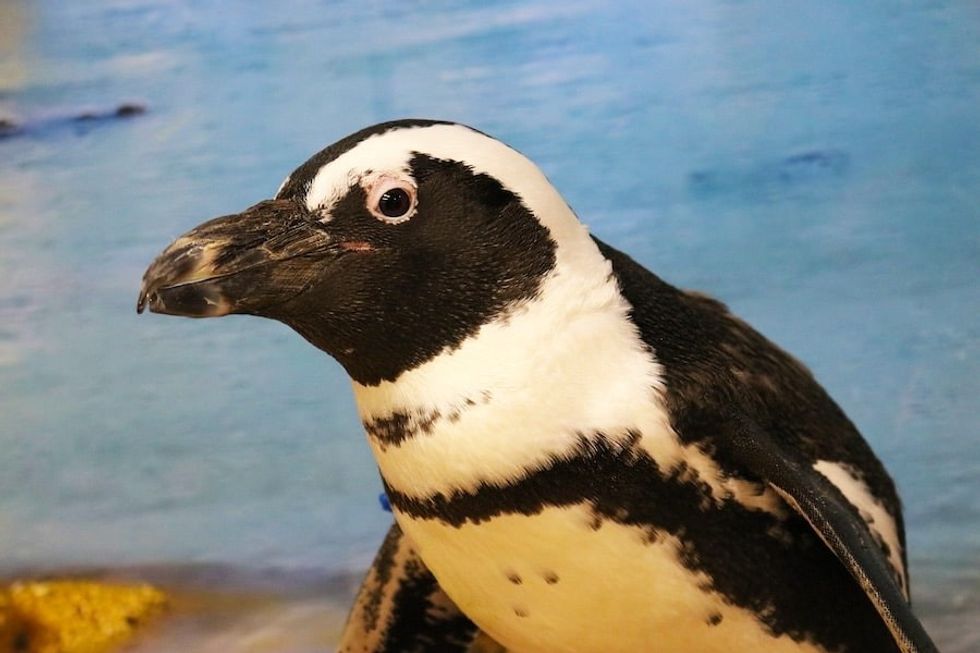 Close-up of a penguin with a blurred blue and yellow background at Florida Aquarium
