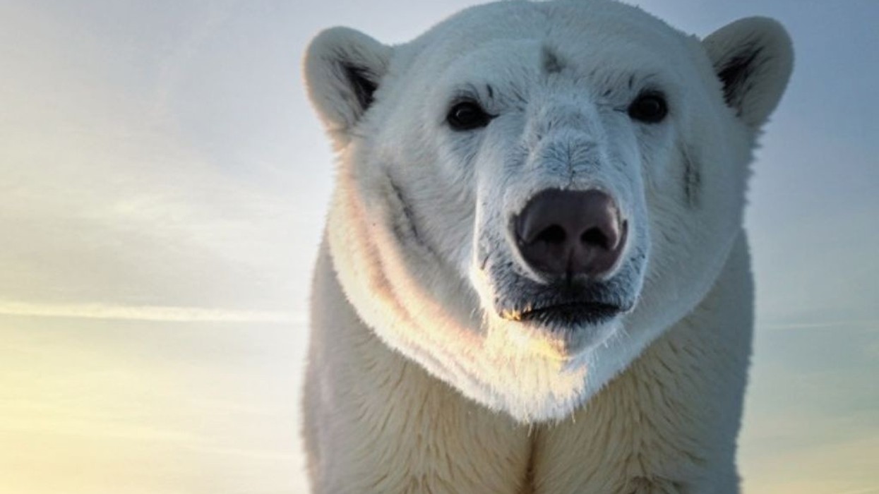 Close-up of a polar bear against a pastel sky at sunset.