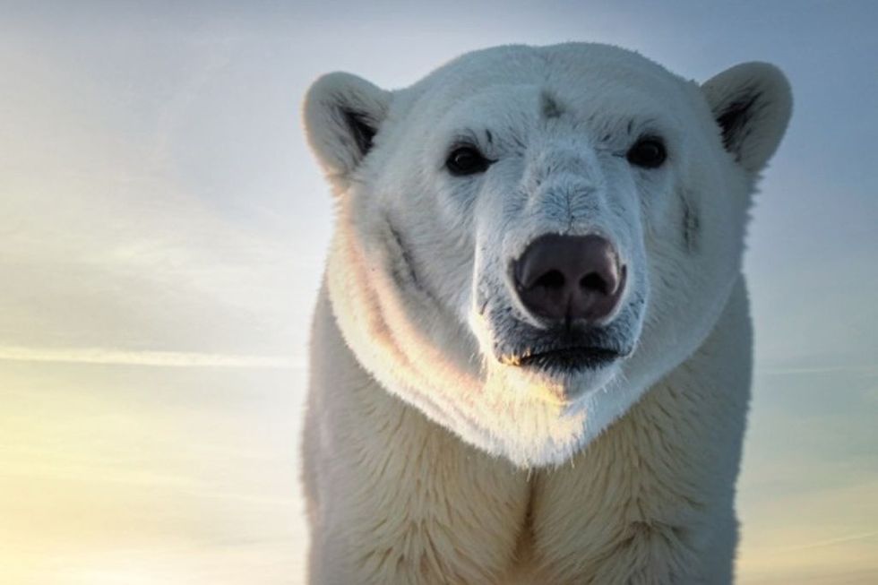 Close-up of a polar bear against a pastel sky at sunset.