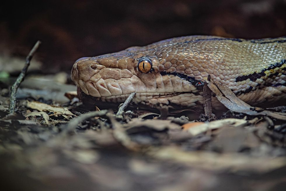 Close-up of a python slithering through dry leaves on the forest floor.
