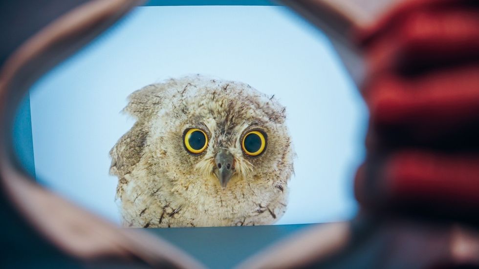 Close-up of an owl with bright eyes, framed by a blurred circular object.