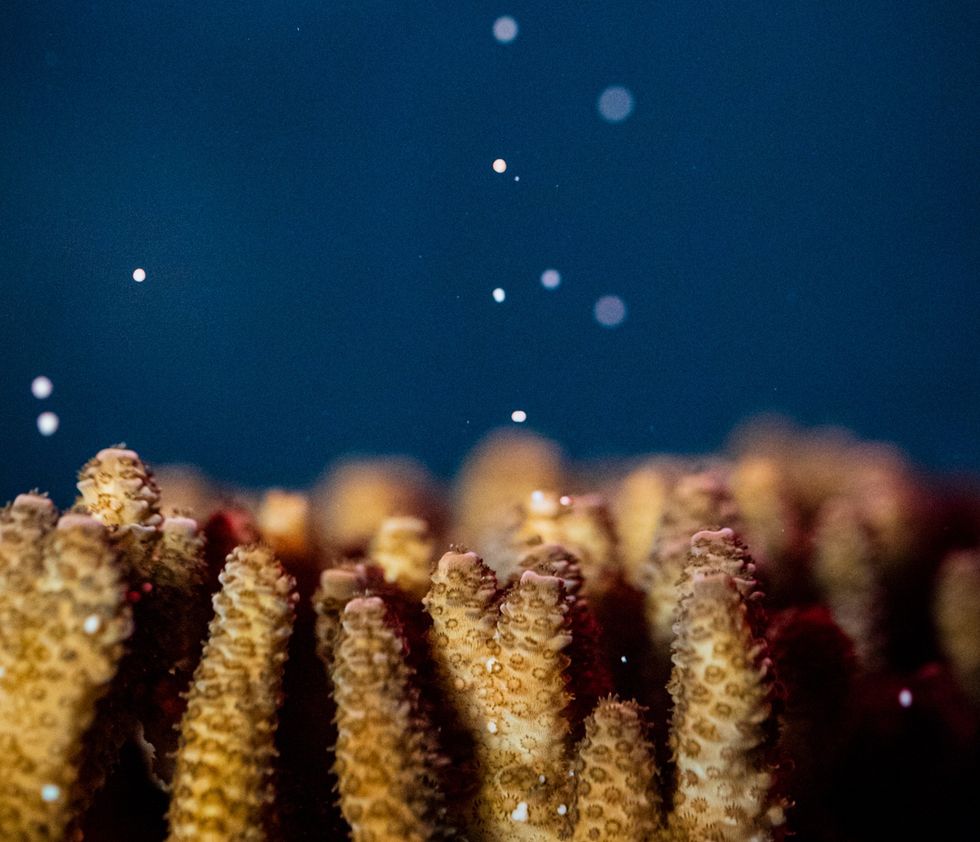 Close-up of coral reef spawning, releasing tiny eggs into dark blue water.
