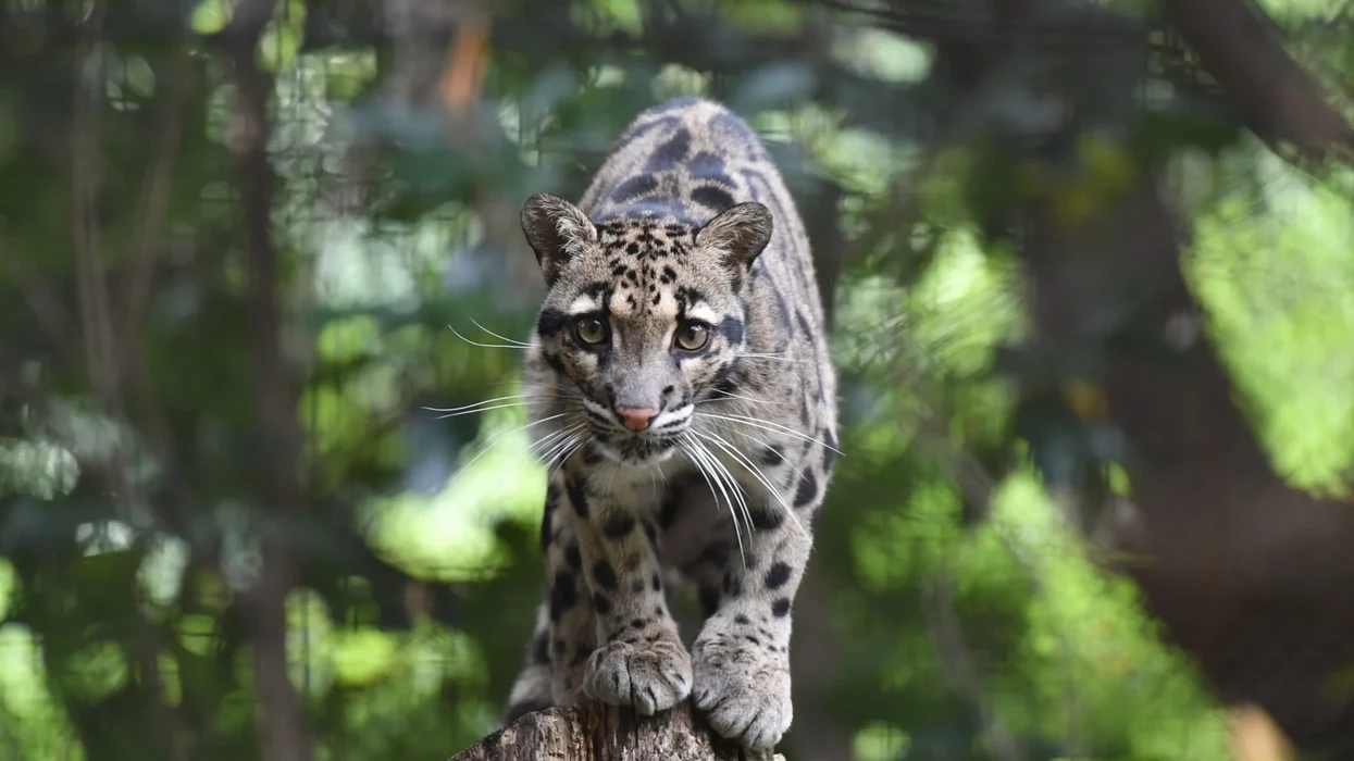 Clouded leopard poised on a tree stump, surrounded by lush greenery.