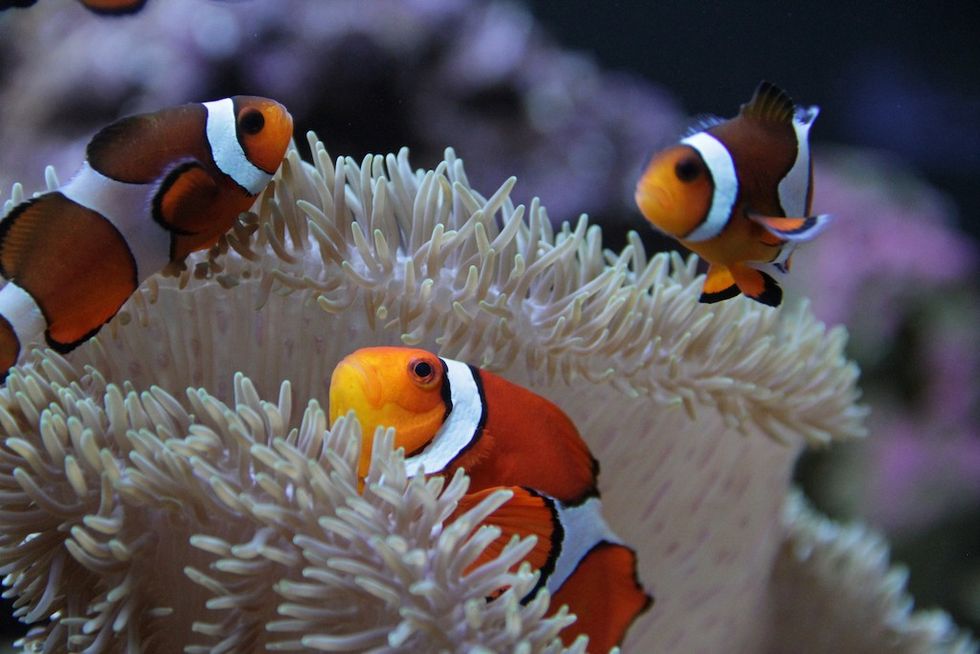 Clown anemonefish</p><p>(Amphiprion ocellaris)and Carpet anemone</p><p>(Stichodactyla sp.)</p>