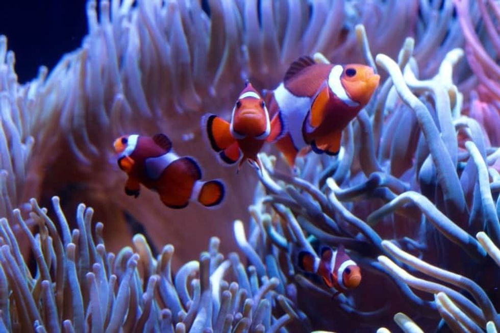 Clownfish Florida Aquarium
