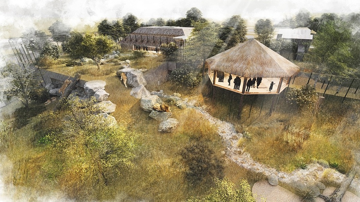 colchester zoo lion habitat