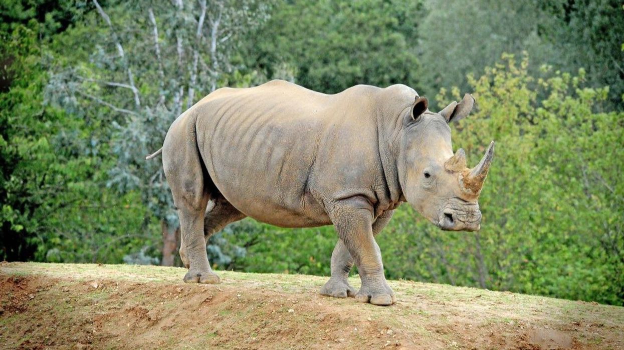 colchester zoo
