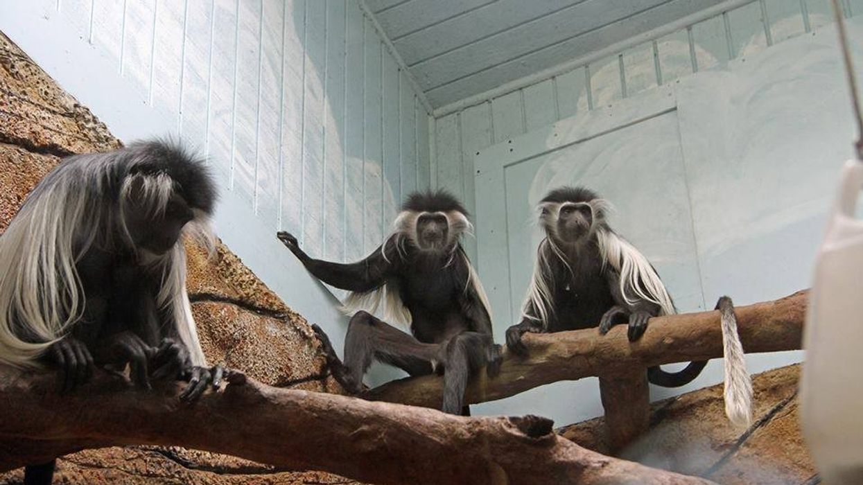 Colobus monkey exhibit at Little Rock Zoo