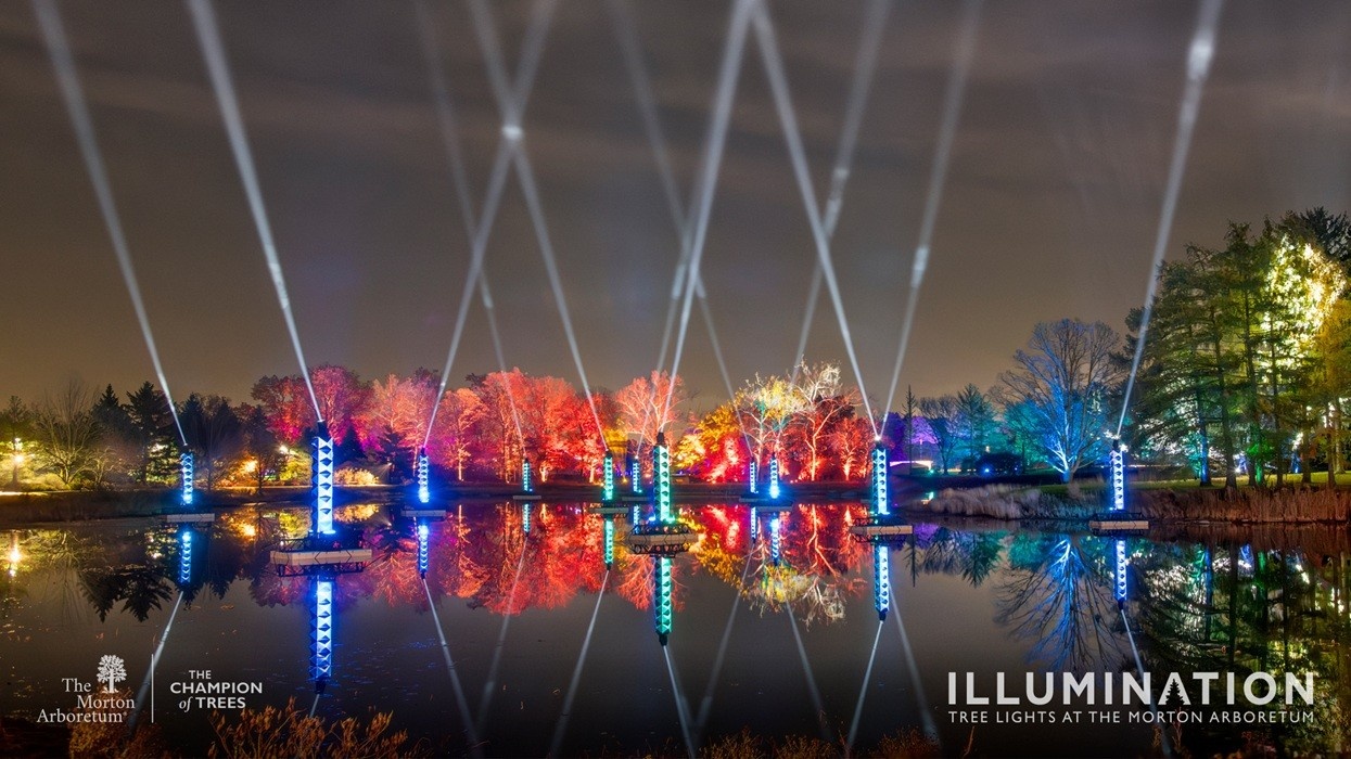 Colorful tree lights reflected on a pond at night, Morton Arboretum Illumination display.